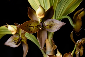 Cycnoches Brown's Choice Sunset Valley Orchids HCC/AOS 79 pts. Female